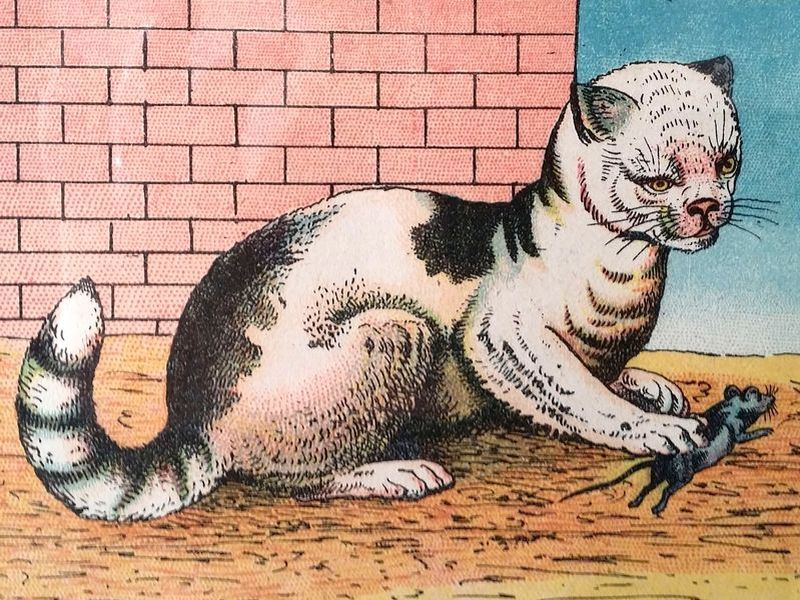 chat et souris